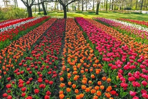 Keukenhof, Holland's best tulips