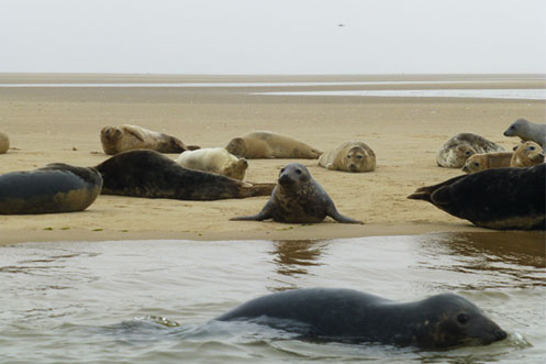 Blackeney Point seals Morston Norfolk